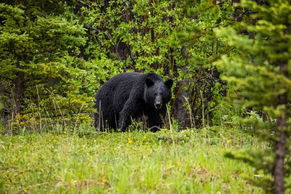 Urso Negro Está Olhando Para Fora Uma Floresta Canadá — Fotografia de Stock