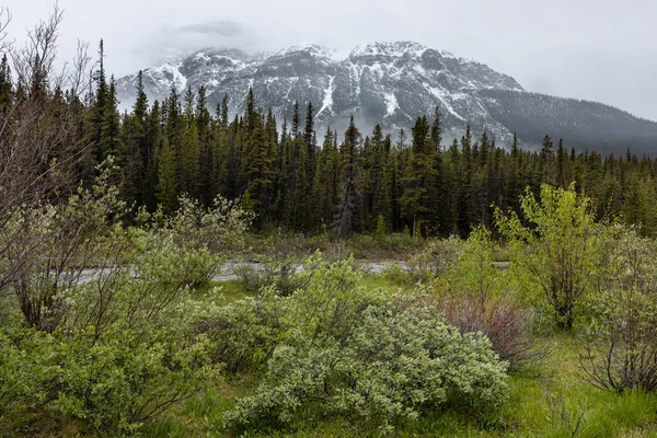 Paisaje Del Valle Del Arco Parque Nacional Banff Canadá — Foto de Stock