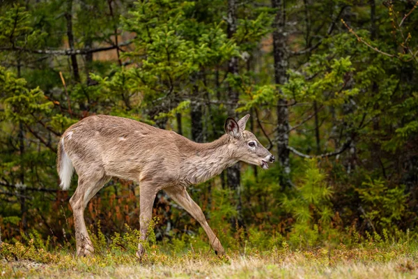 Corzo Vida Silvestre Nueva Escocia Canadá —  Fotos de Stock