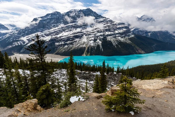 Lago Peyto Las Montañas Rocosas Del Parque Nacional Banff Canadá —  Fotos de Stock
