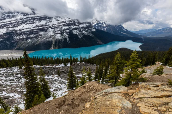 Озеро Пейто Скелястих Горах Банф Національному Парку Канаді — стокове фото