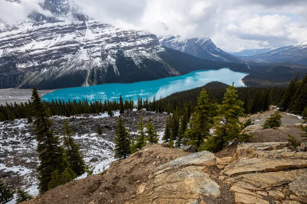 Λίμνη Peyto Στα Βραχώδη Όρη Του Εθνικού Πάρκου Banff Στον — Φωτογραφία Αρχείου