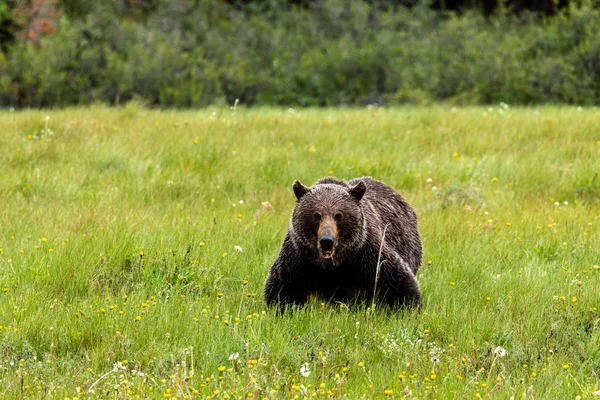 Brown Bear Grizzly Bear Meadows Üzerinde — Stok fotoğraf