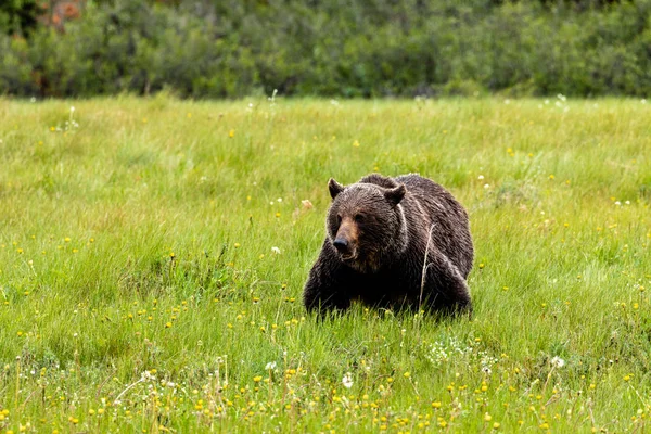 Brown Bear Grizzly Bear Meadows Üzerinde — Stok fotoğraf