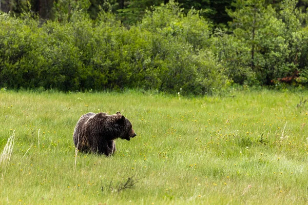 Niedźwiedź Brunatny Niedźwiedź Grizzly Łąkach — Zdjęcie stockowe