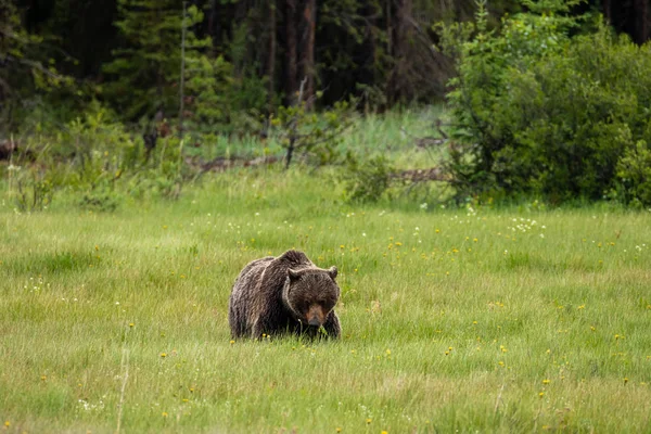 Niedźwiedź Brunatny Niedźwiedź Grizzly Łąkach — Zdjęcie stockowe