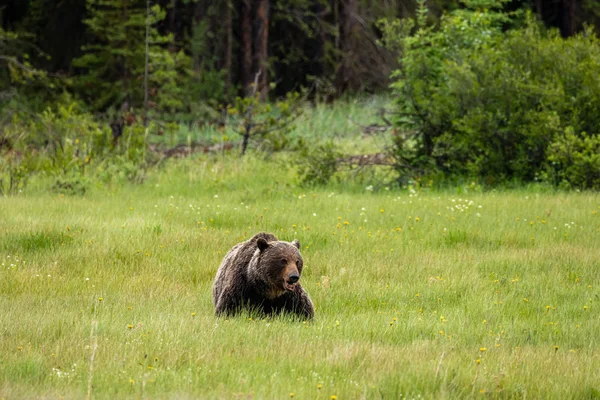 Brown Medve Grizzly Bear Réteken — Stock Fotó