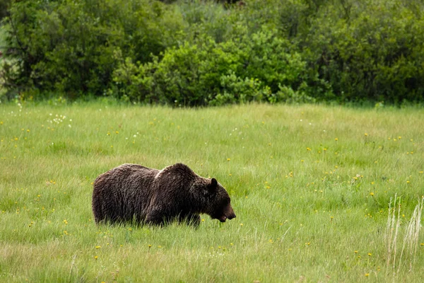 Коричневый Медведь Медведь Гризли Лугах — стоковое фото