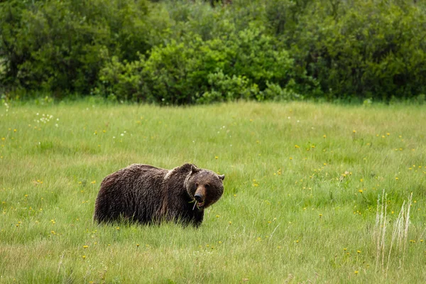 Brunbjörn Och Grizzlybjörn Ängar — Stockfoto