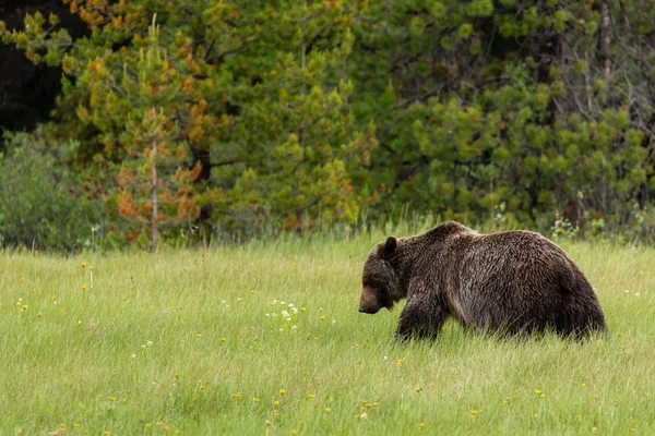 Niedźwiedź Brunatny Niedźwiedź Grizzly Łąkach — Zdjęcie stockowe