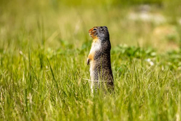 Ground Squirrel Meadow — Stock Photo, Image