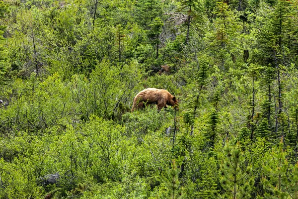 Niedźwiedź Brunatny Niedźwiedź Grizzly Łąkach — Zdjęcie stockowe