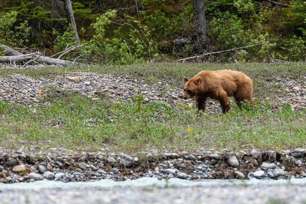 棕色熊和灰熊在草地上 — 图库照片