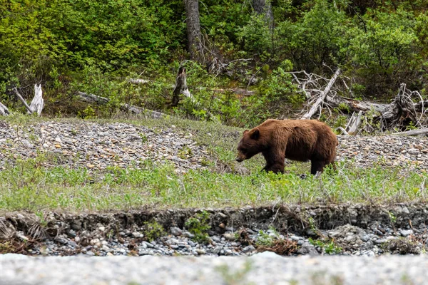 Braunbär Und Grizzlybär Auf Wiesen — Stockfoto