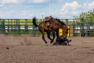 Pincher Creek Kanada 'da kovboylar ve rodeo oyunları, 15. Haziran 2019