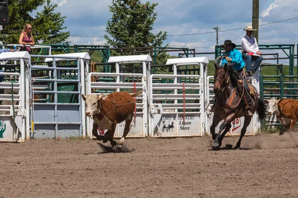 牛仔和牛仔竞技比赛在平彻溪加拿大 2019年6月 — 图库照片