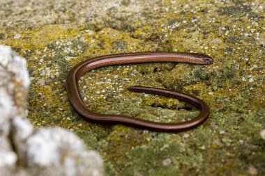 Doğada kör solucan ve yılan var.