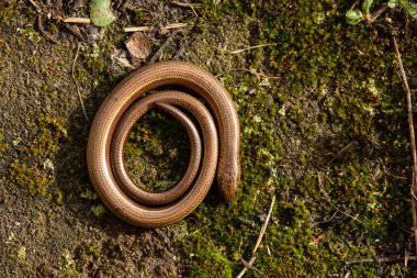 Doğada kör solucan ve yılan var.