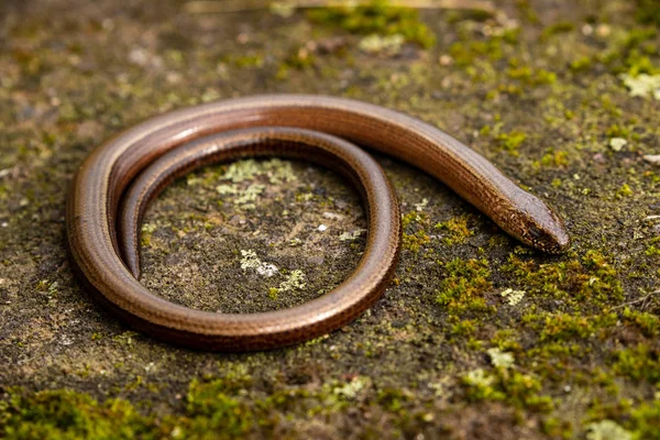 Verme Cieco Serpente Nella Natura — Foto Stock