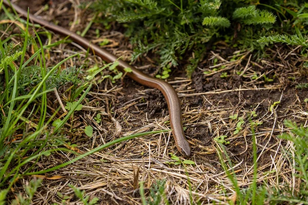 Blindworm Snake Nature — Stock Photo, Image