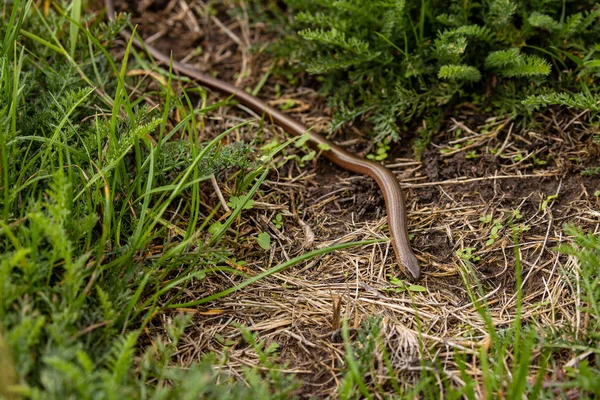 Blindworm Snake Nature — Stock Photo, Image