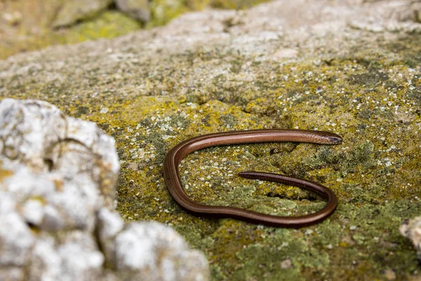 Blindworm Snake Nature — Stock Photo, Image