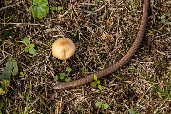 Slepejš Had Přírodě — Stock fotografie