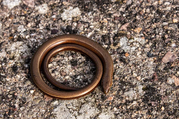 Verme Cego Cobra Natureza — Fotografia de Stock