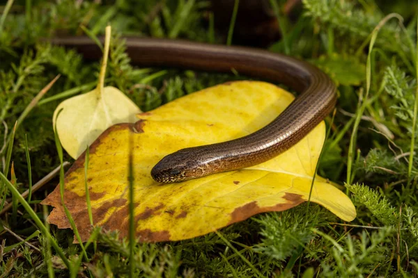自然界中的眼线虫和蛇 — 图库照片