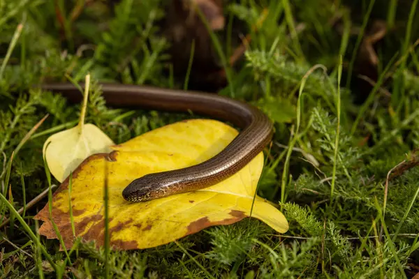 Blindworm Snake Nature — Stock Photo, Image