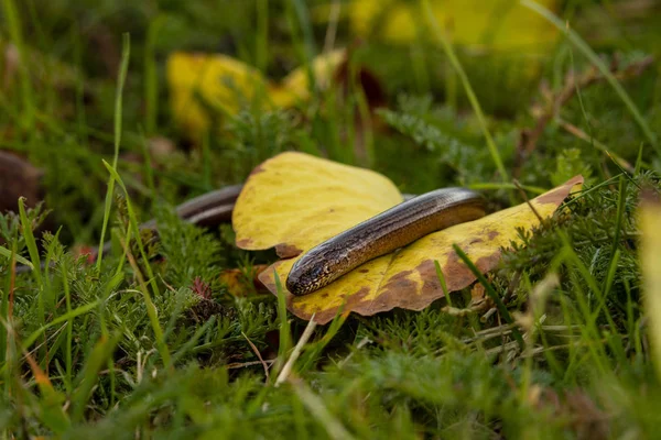 Slepejš Had Přírodě — Stock fotografie