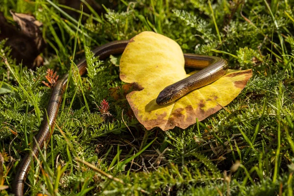 Verme Cieco Serpente Nella Natura — Foto Stock