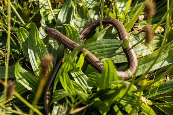 Blindworm Snake Nature — Stock Photo, Image