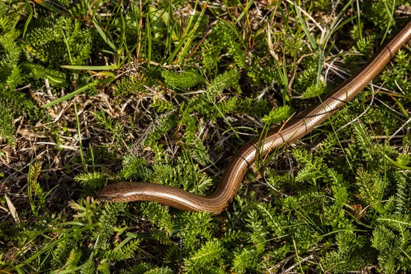 Blindworm Snake Nature — Stock Photo, Image