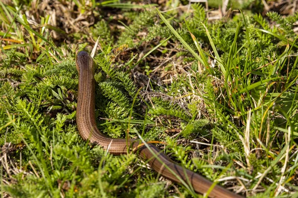 Verme Cieco Serpente Nella Natura — Foto Stock