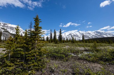 Kanada Jasper Ulusal Parkı 'ndaki Icefield Parkway manzarası