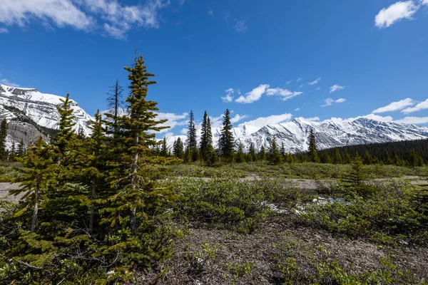 Paisaje Del Icefield Parkway Parque Nacional Jasper Canadá — Foto de Stock