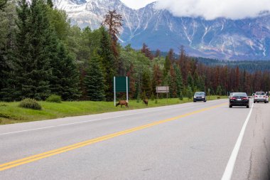 Jasper Ulusal Parkı 'nın vahşi yaşamında Wapiti