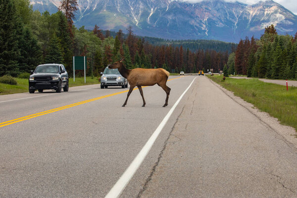 Wapiti in the wildlife of Jasper National Park