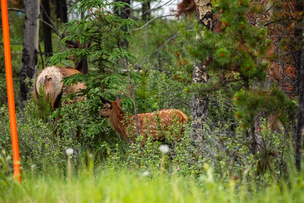 Wapiti Vida Selvagem Parque Nacional Jasper — Fotografia de Stock