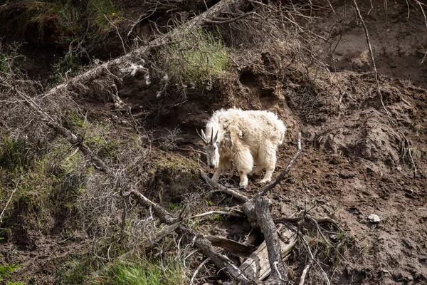 Die Felsige Bergziege Jaspis Nationalpark — Stockfoto