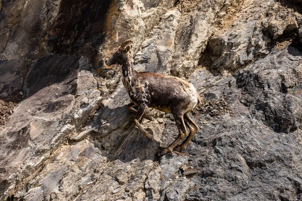 カナダのロッキー山脈の岩の中のビッグホーン羊 — ストック写真