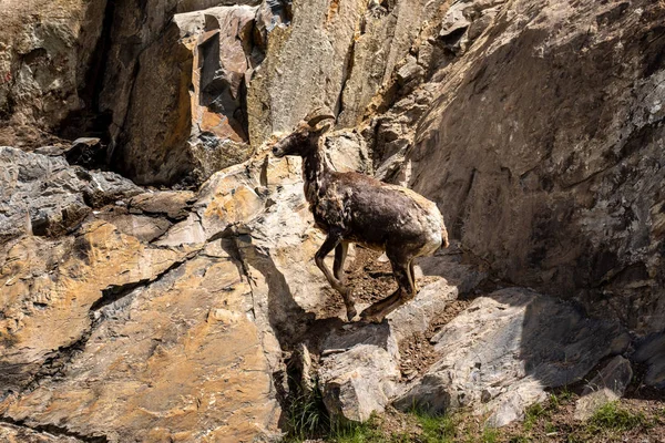 Ovelha Bighorn Nas Rochas Das Montanhas Rochosas Canadá — Fotografia de Stock