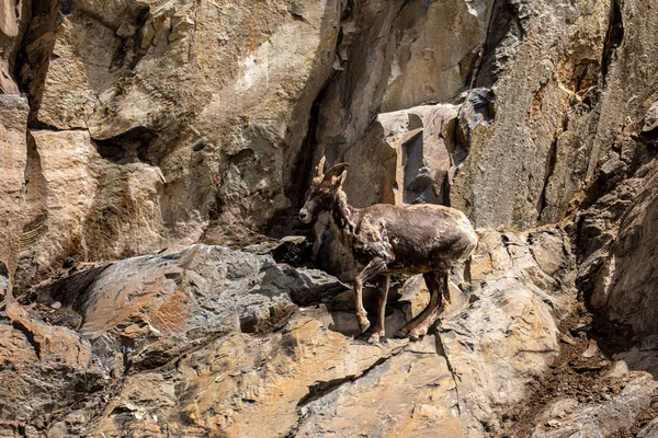 カナダのロッキー山脈の岩の中のビッグホーン羊 — ストック写真