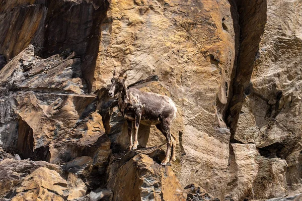 加拿大落基山脉岩石中的大角羊 — 图库照片