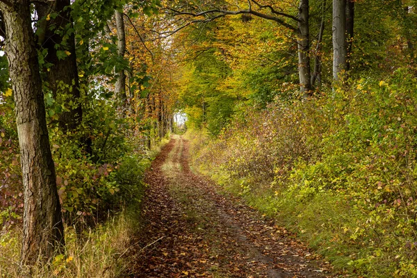 Promenad Och Vandring Höstskogen — Stockfoto