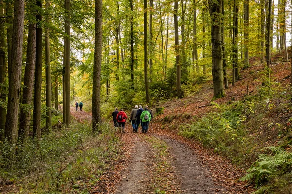 Sonbahar ormanında yürüyüş ve yürüyüş.