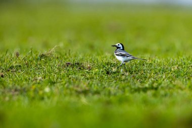Beyaz bir Wagtail böcek avlıyor.