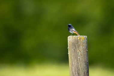 Çitin üzerinde bir Siyah Kızılay