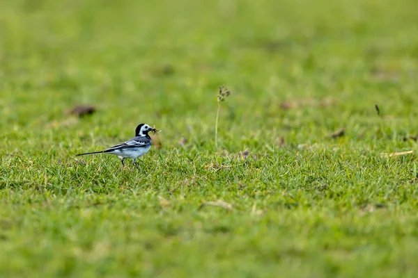 White Wagtail Hunting Insects — Stock Photo, Image